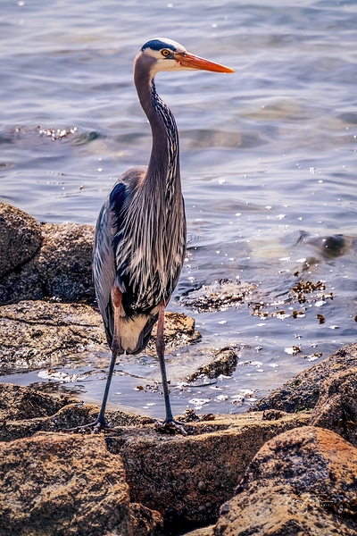 Heron at Lunch by Ken Foster