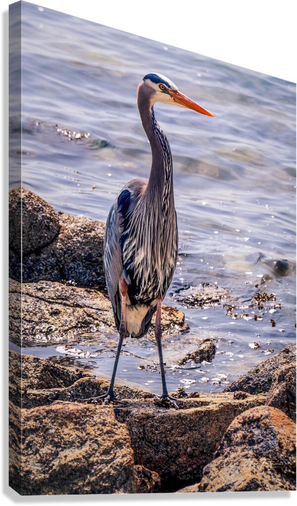 Heron at Lunch  Canvas Print