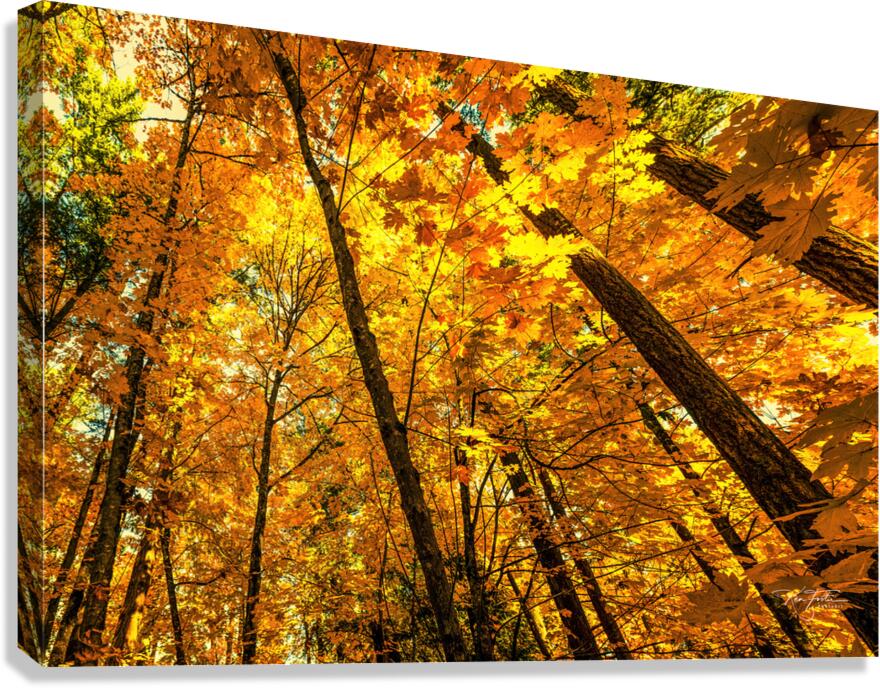 Up Looking in the Forest  Canvas Print