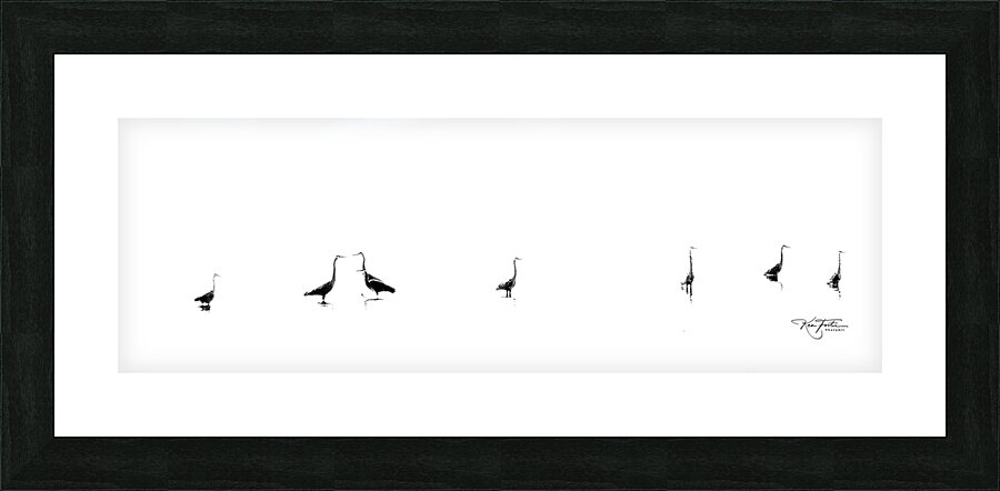 Herons in a Row  Framed Print Print