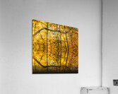 Branch and Sun  Acrylic Print