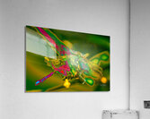 Electric Dragonfly  Acrylic Print