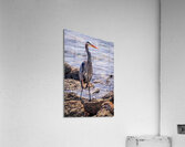 Heron at Lunch  Acrylic Print