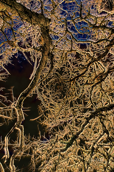 Branch Web by Ken Foster