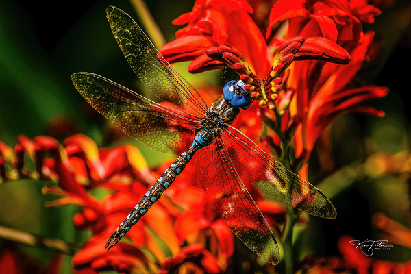 Dragonfly by Ken Foster