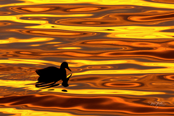 Duck a l orange by Ken Foster
