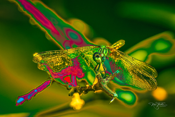 Electric Dragonfly by Ken Foster