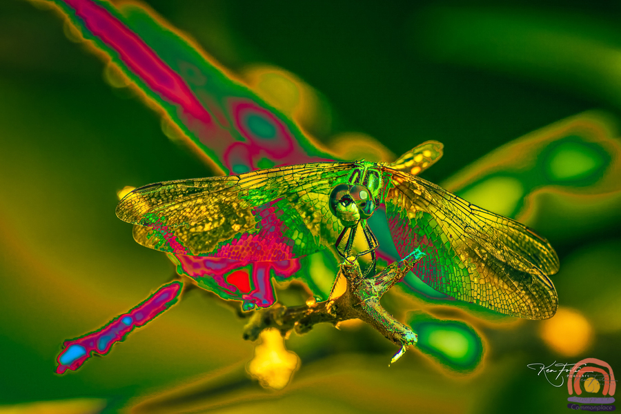 Electric Dragonfly  Print
