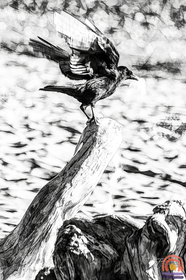 One Crow  Print