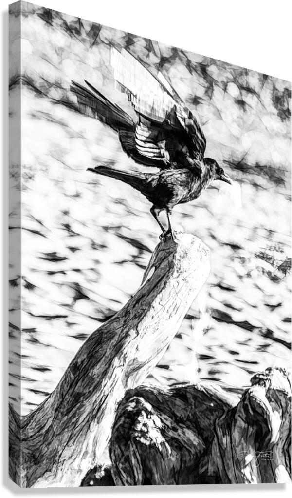 One Crow  Canvas Print