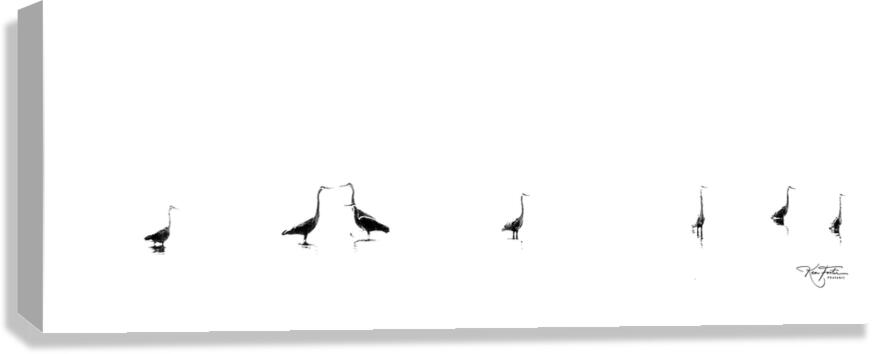 Herons in a Row  Impression sur toile