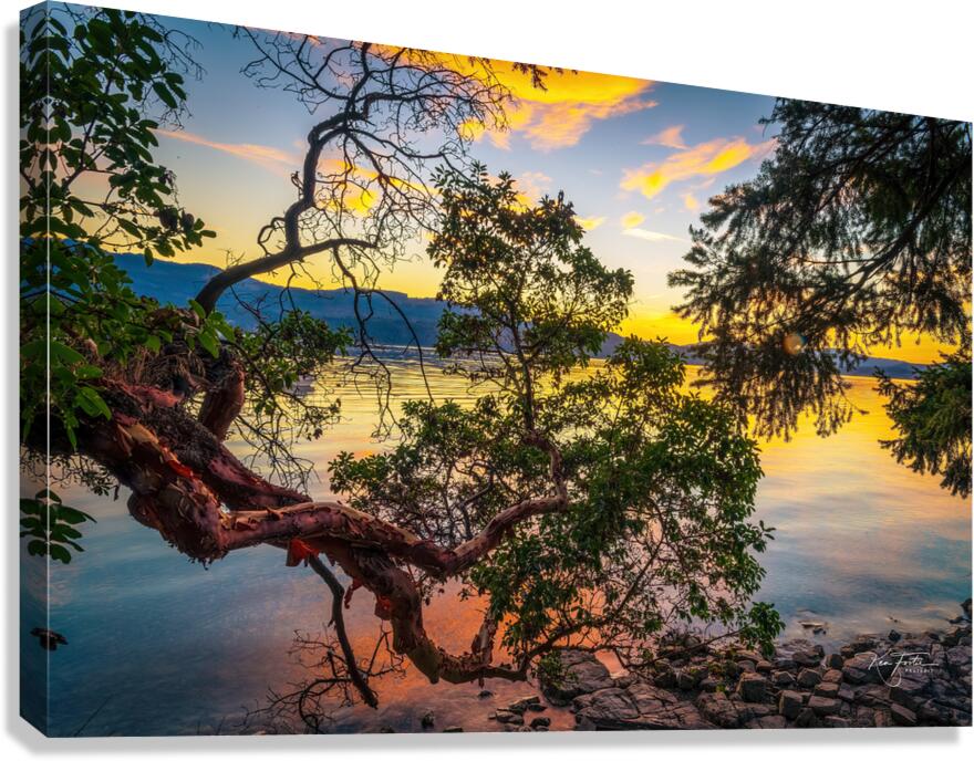 Branching Out  Canvas Print