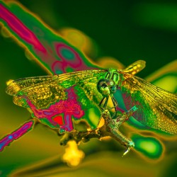 Electric Dragonfly