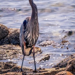 Heron at Lunch
