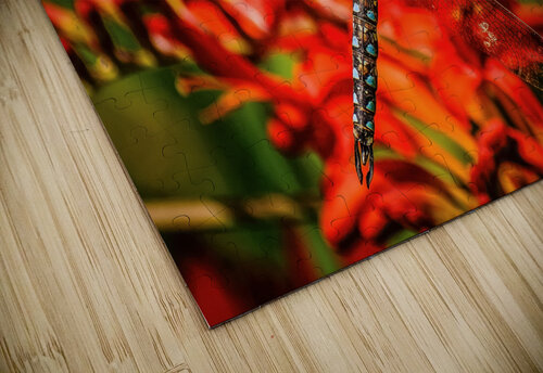 Dragonfly Ken Foster puzzle